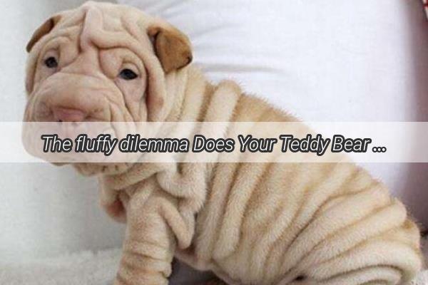 The fluffy dilemma Does Your Teddy Bear Dog shedding on the Bed Drive You Nuts Find Out Now